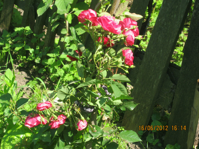 trandafirul nostru - iunie 2012
