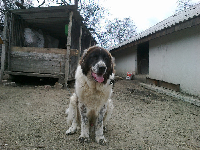 07042012252 - ciobanesc de bucovina mascul