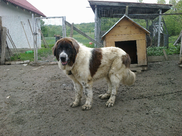 19052012356 - ciobanesc de bucovina mascul