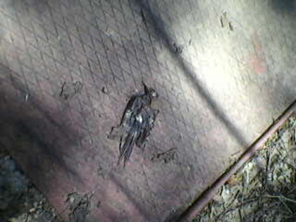 Fotografie-0122 - excursie bucuresti