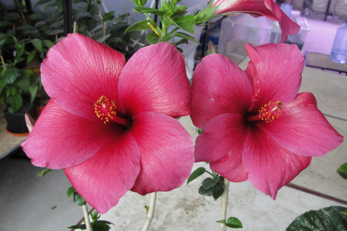 no name - B-hibiscus-2012 2