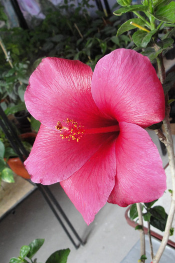  - B-hibiscus-2012 2