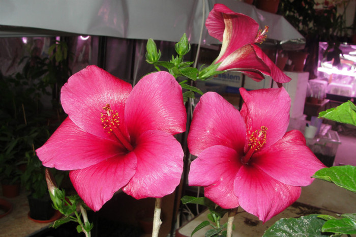  - B-hibiscus-2012 2
