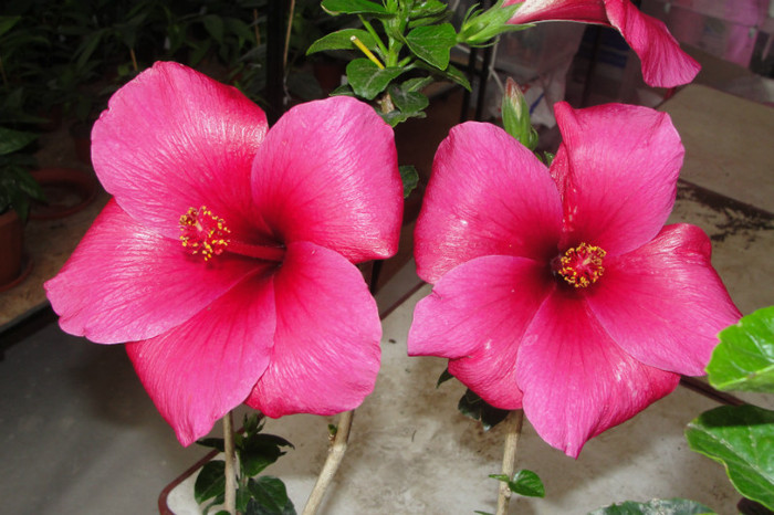 - B-hibiscus-2012 2