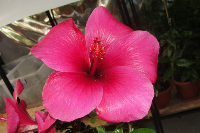  - B-hibiscus-2012 2