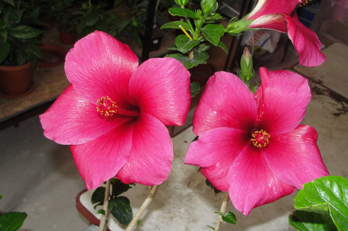  - B-hibiscus-2012 2
