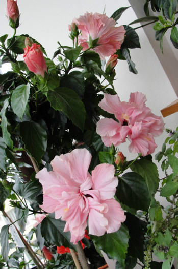 hibi roz dublu - B-hibiscus-2012 2