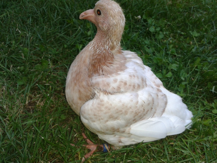 2012 - PUI 2012