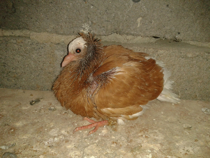 2012 - PUI 2012