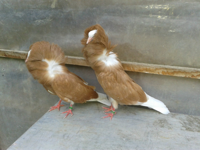 2012 - PUI 2012