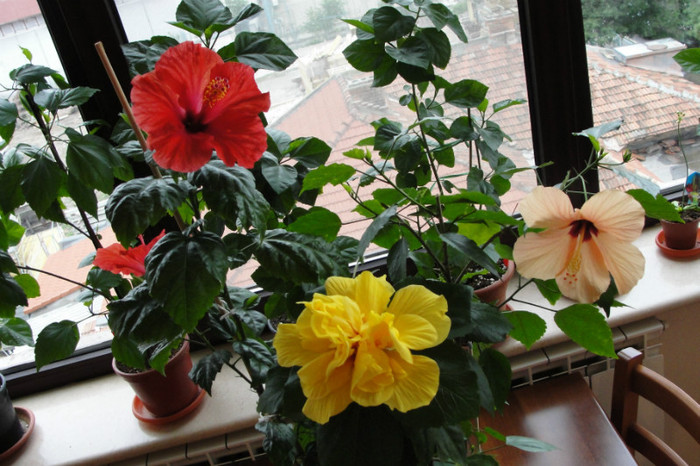 hibi cairo somon, koenig si no name