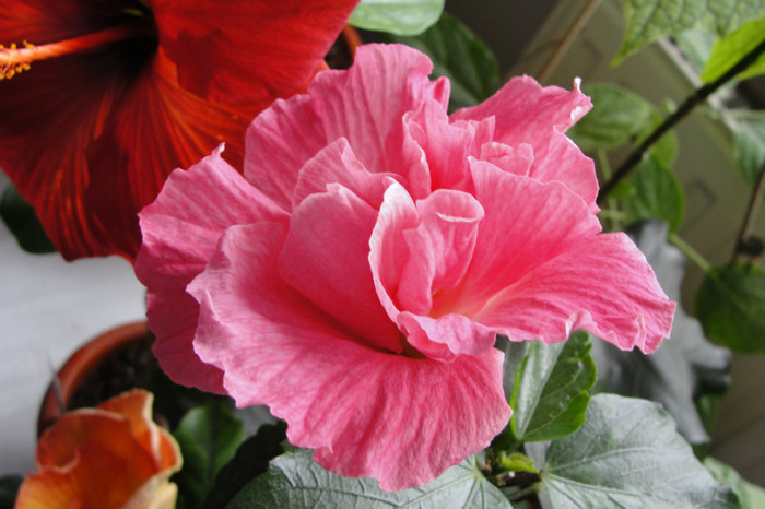 hibi Debutante