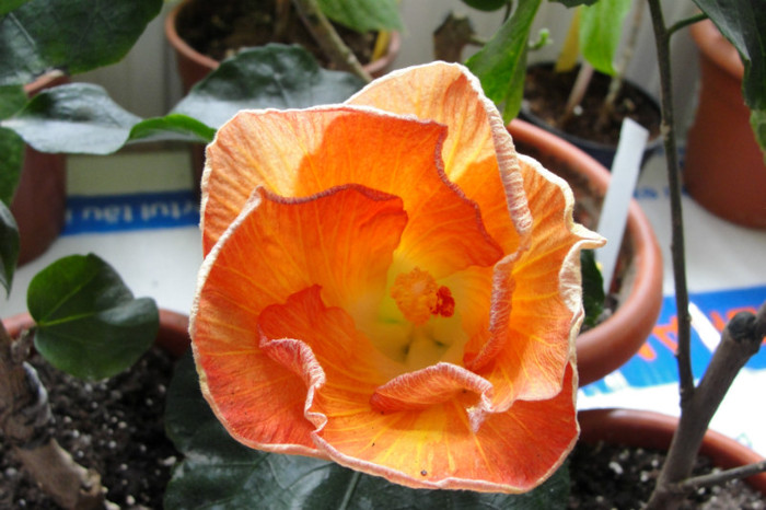 Hibi Hot Paprika - B-hibiscus de la Gommer 2012