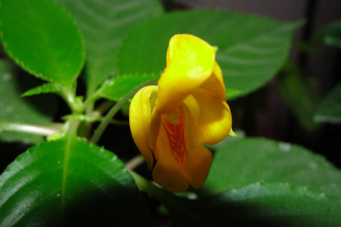 tuberoza - B-impatiens