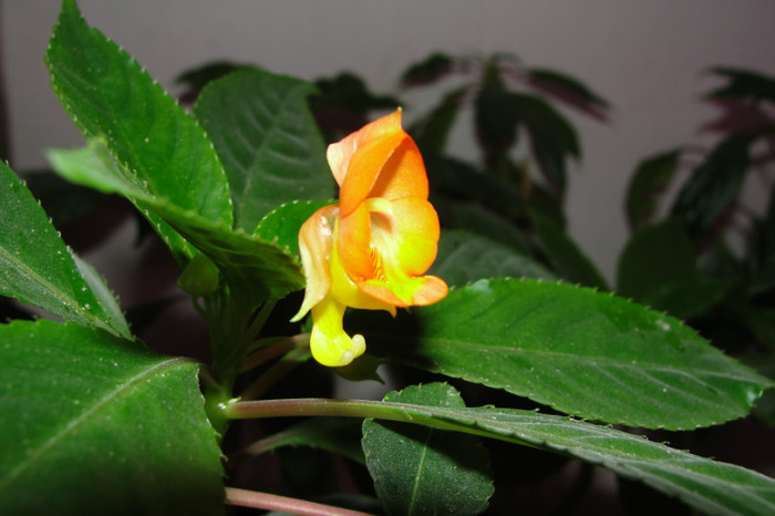 tuberoza - B-impatiens