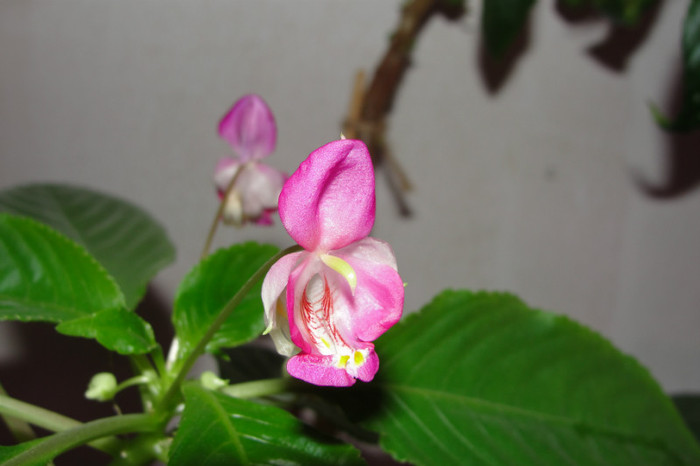 tuberoza - B-impatiens