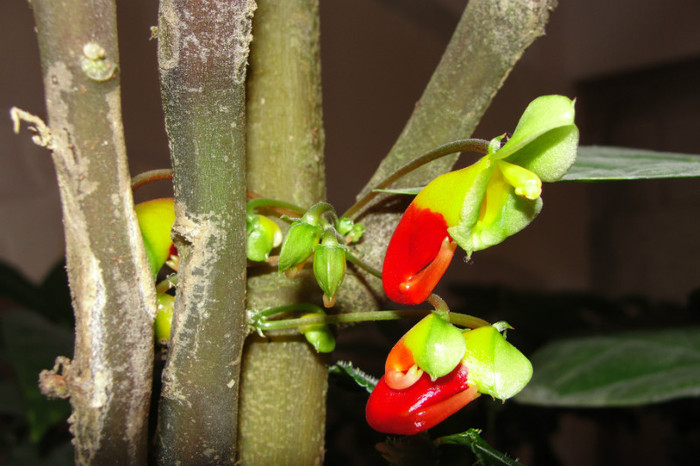 niamniamensis - B-impatiens