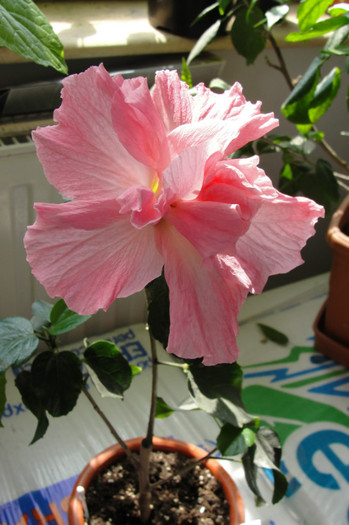 hibi Debutante