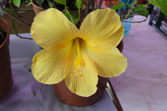 no name - B-hibiscus-2012 2