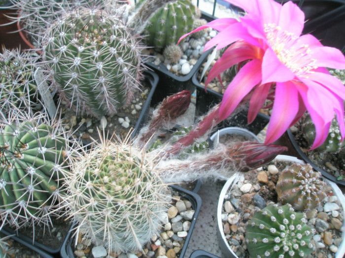 Windigo - 30.05.2012 - Echinopsis