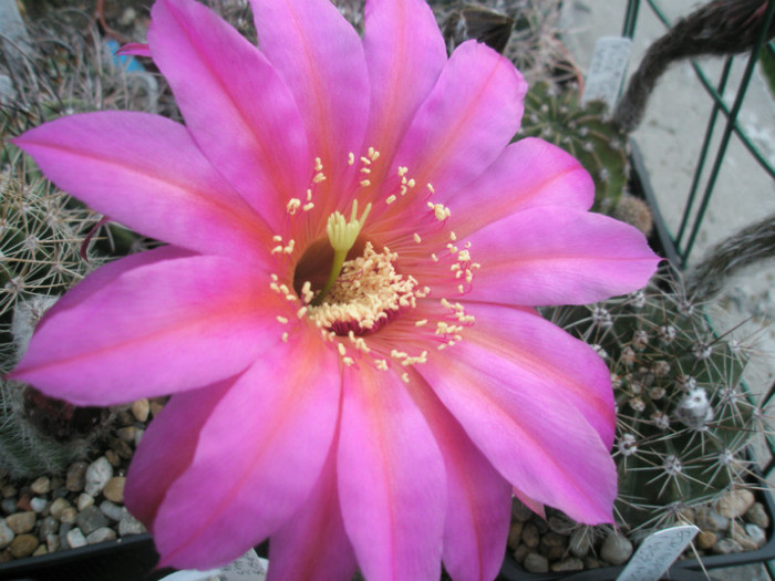 Windigo - floare - Echinopsis