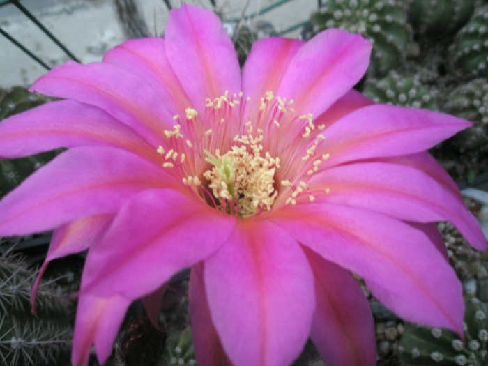 Windigo - centrul florii - Echinopsis
