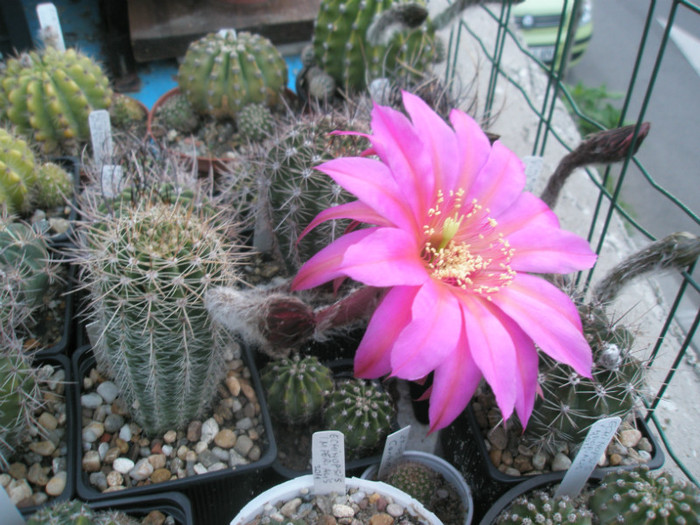 planta,boboci si floarea - Echinopsis