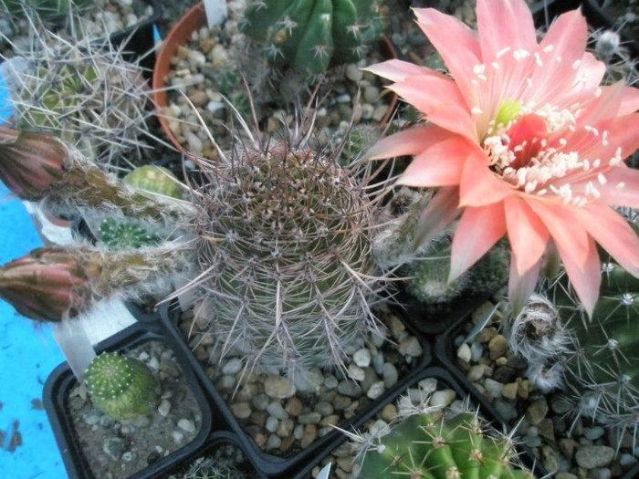 Fangri-la - 31.05.2012