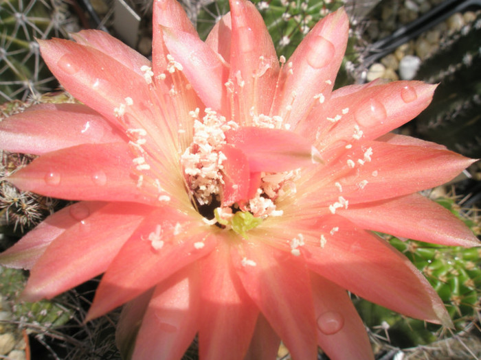 Fangri-la - floare in soare - Echinopsis