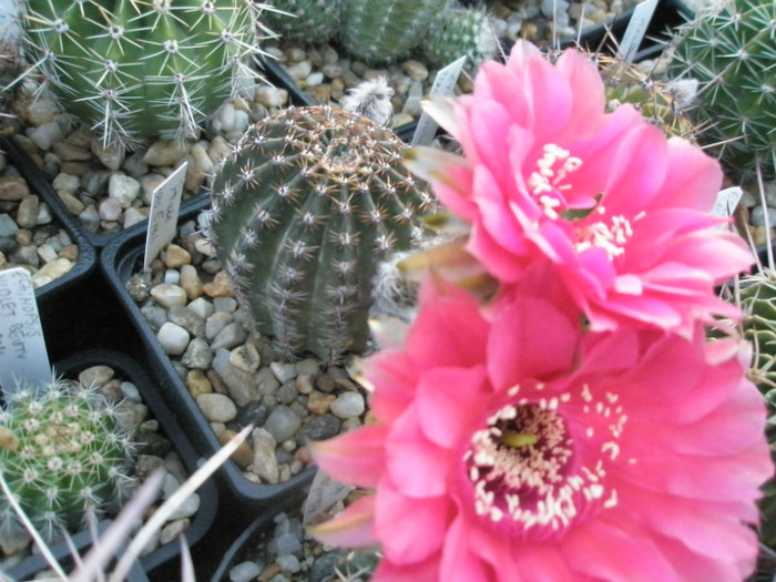 Pease Eros- 31.05.2012