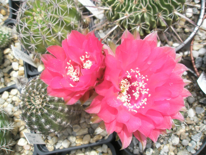 Pease Eros - flori in soare - Echinopsis