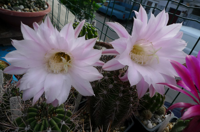 eyresii - 02.06 - Echinopsis