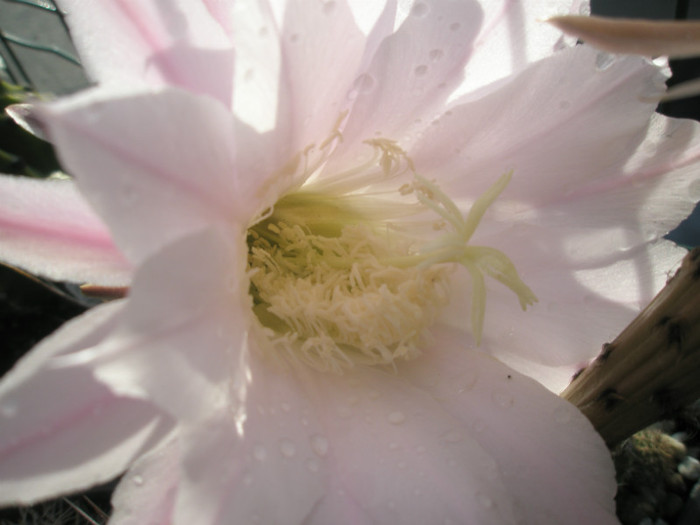 eyresii (Canon) - floare