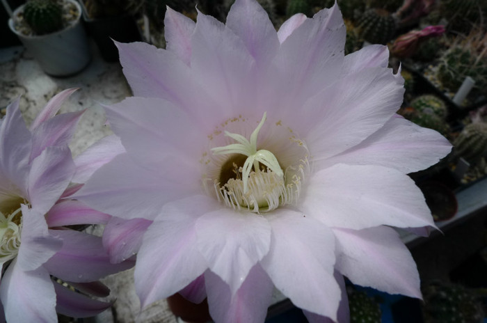 E. floare roz (Canon) - floarea
