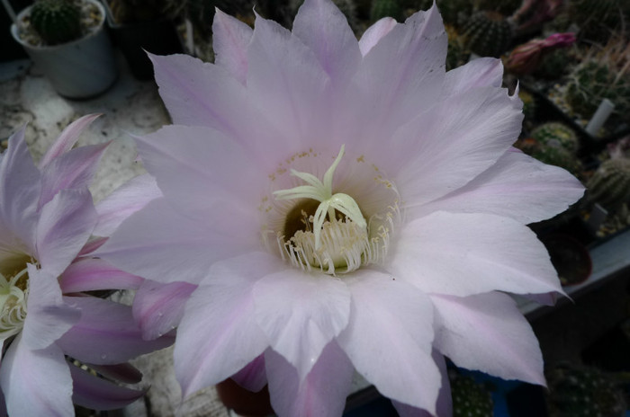 E. floare roz (Canon) - floarea - Echinopsis
