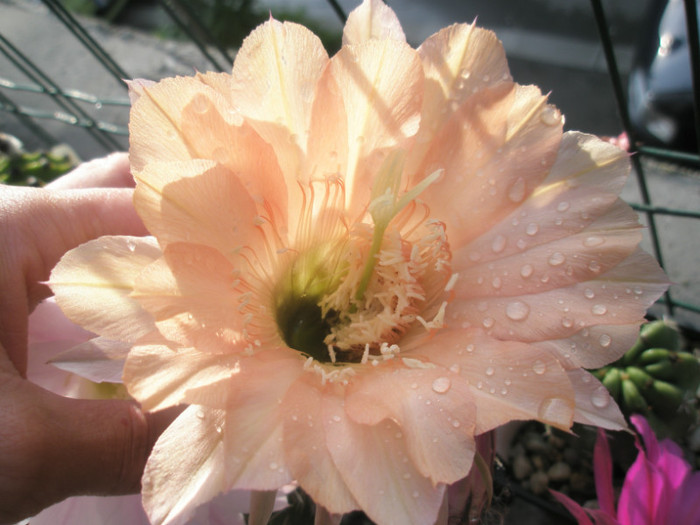 E. flor salmon - floare - Echinopsis