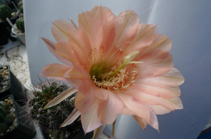 E. flor salmon Ortega ( foto Gino) - 02.06 - Echinopsis