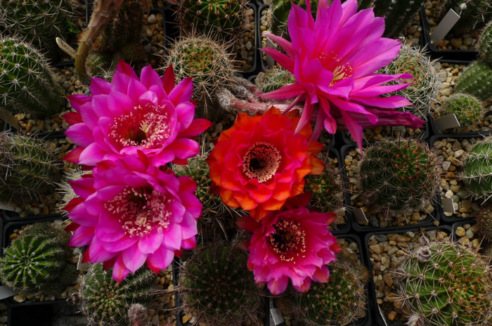 Echinopsis grup (foto Gino) - 02.06