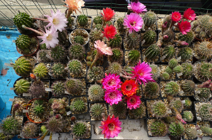 Echinopsis (foto Gino) - in ziua de 02.06