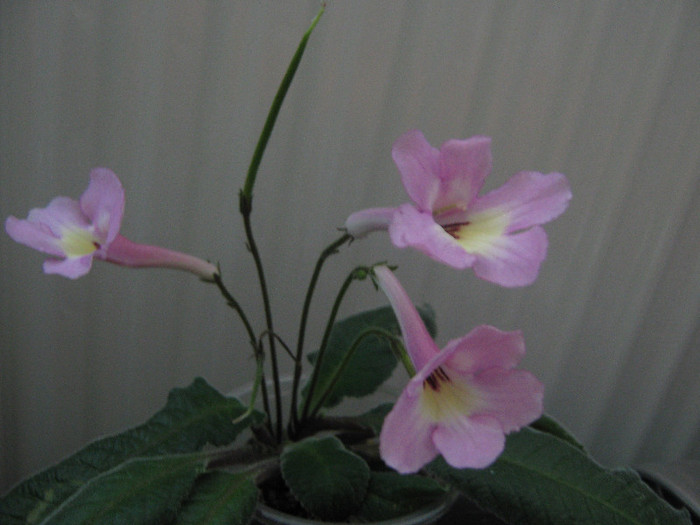  - streptocarpus Hannah