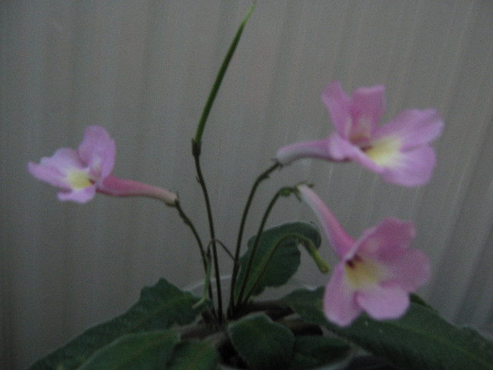  - streptocarpus Hannah