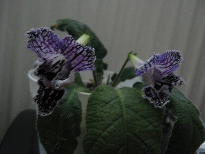  - streptocarpus Mamba 6  Piotr Kleszczynski