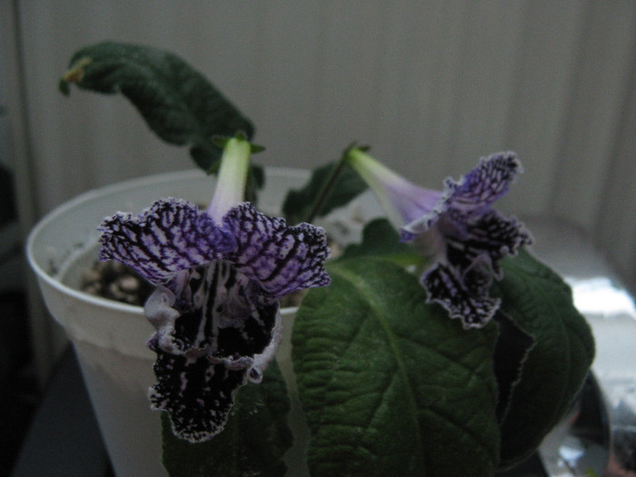  - streptocarpus Mamba 6  Piotr Kleszczynski