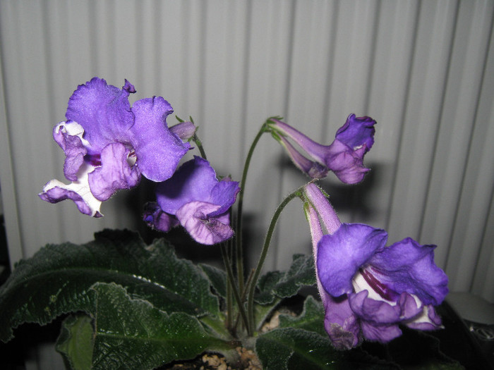  - streptocarpus Chevrolet