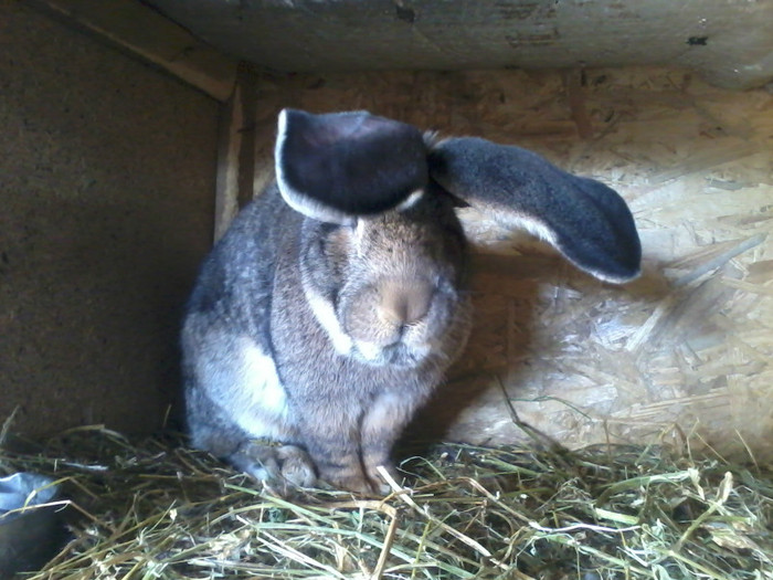 mascul  din germania knool.cu acte97,5 puncte