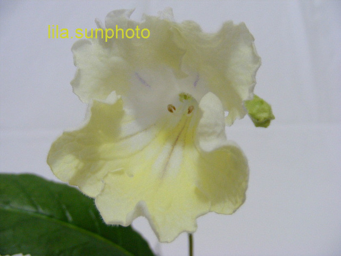  - streptocarpus ZEUS