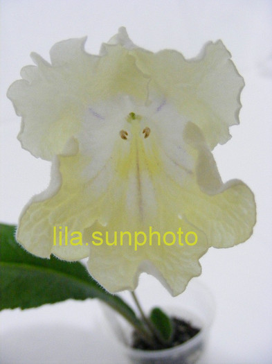  - streptocarpus ZEUS