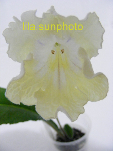  - streptocarpus ZEUS