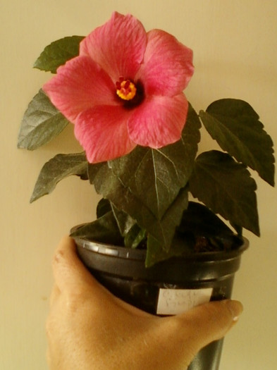 17 iunie 2012-flori 001