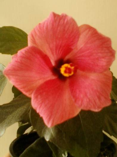 17 iunie 2012-flori 005